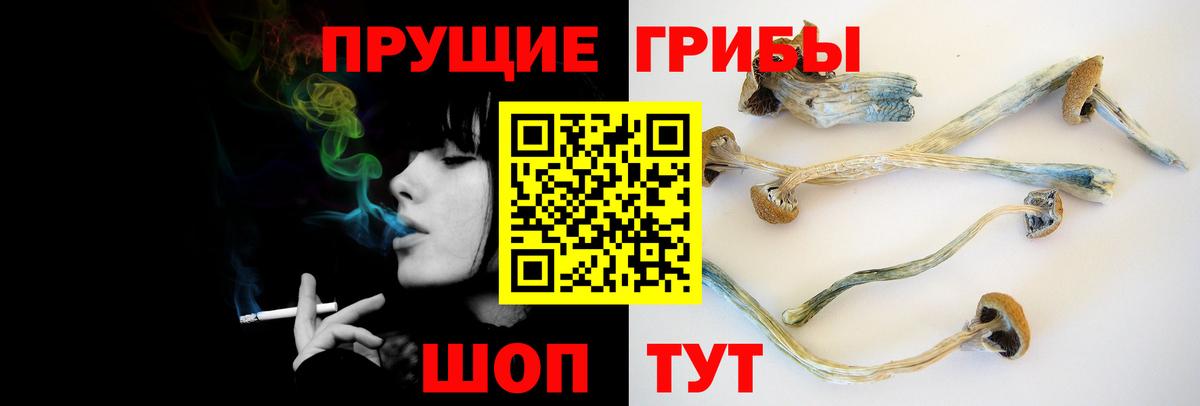 Псилоцибиновые грибы Psilocybe Лысьва